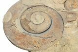 Ordovician Gastropod (Liospira) Fossil - Wisconsin #203670-1